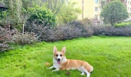 女子爆料丈夫杀柯基视频